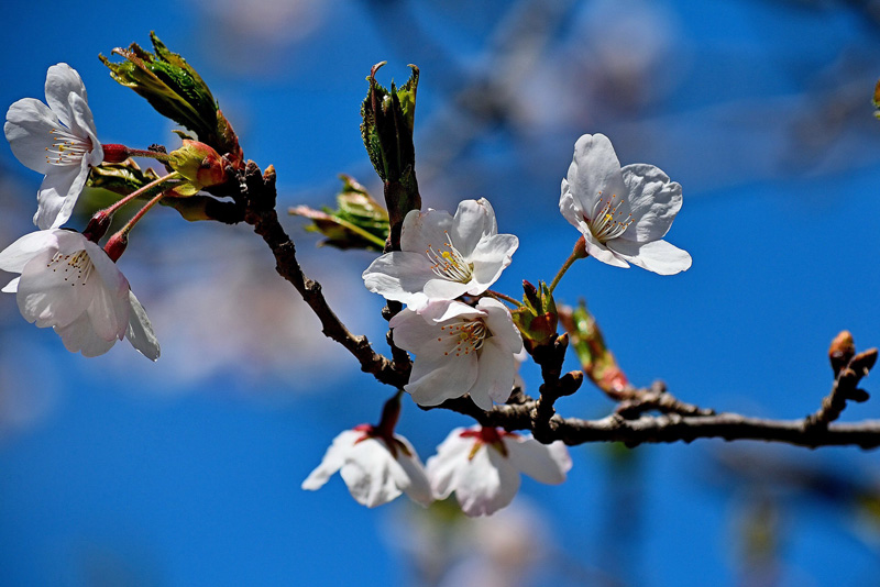 Eight Things You Probably Don't Know About Flowering Cherry Trees -  Brooklyn Botanic Garden